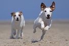 Parson Russell Terrier | Wettrennen von Nele Goetz 