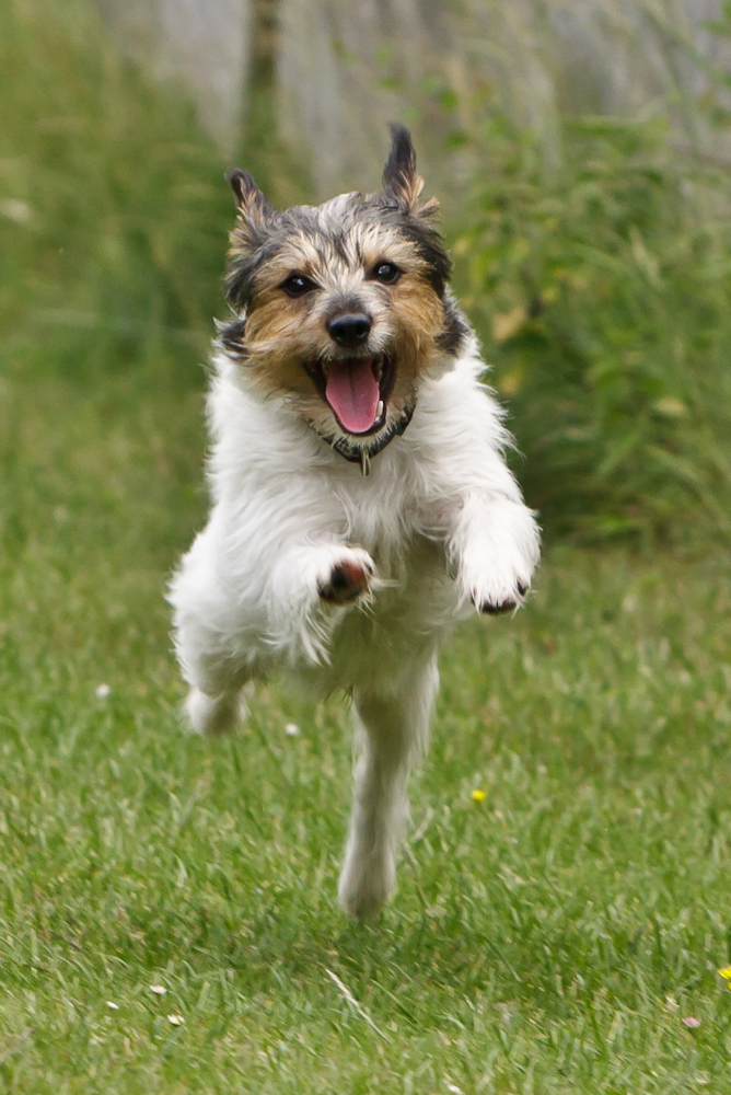 Parson Russell Terrier_1