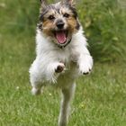 Parson Russell Terrier_1