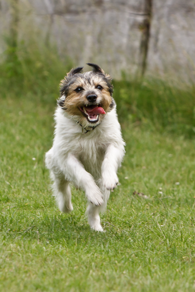 Parson Russell Terrier_2