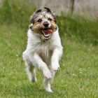 Parson Russell Terrier_2