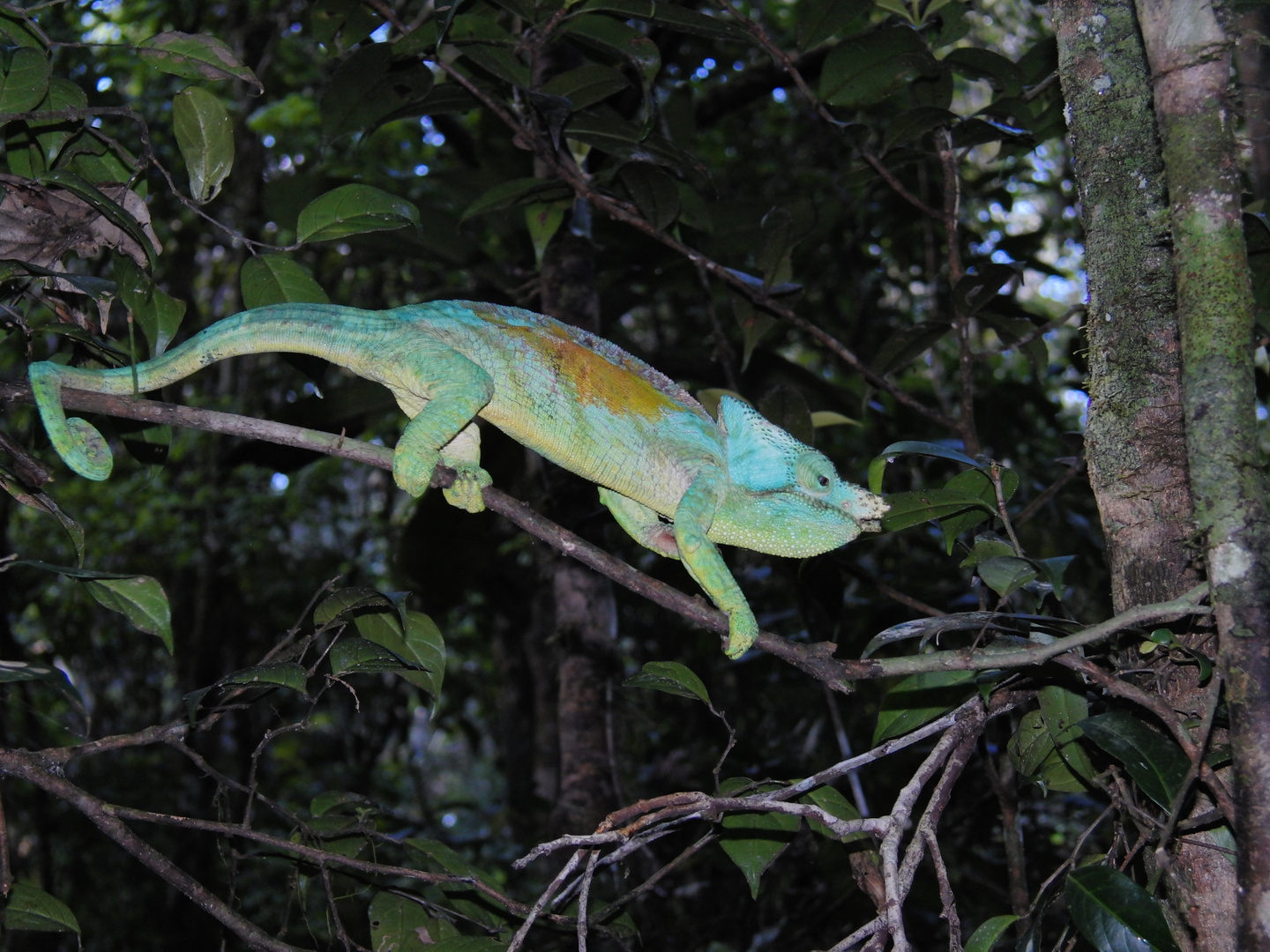 Parsons Chamaeleon - Madagaskar