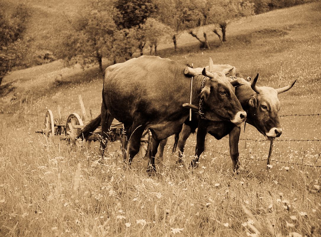 Part of Romanian history