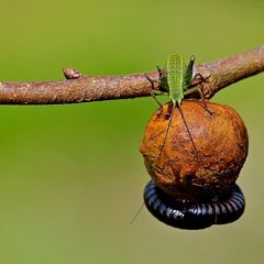 Partage d'une petite planète pour un moment de repos.