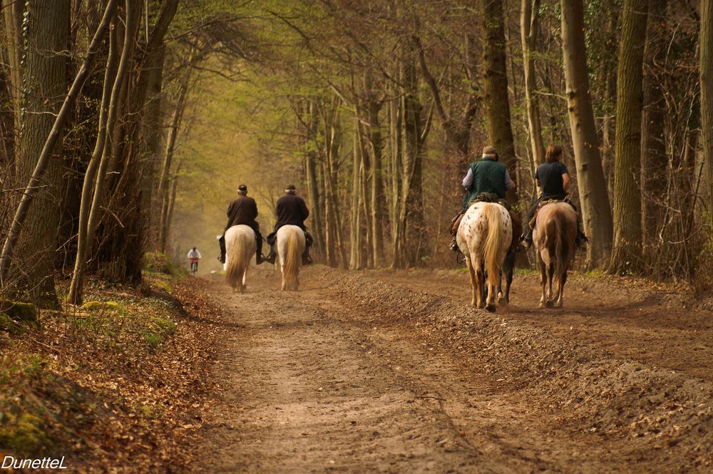 Partager la forêt