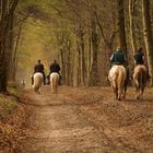 Partager la forêt