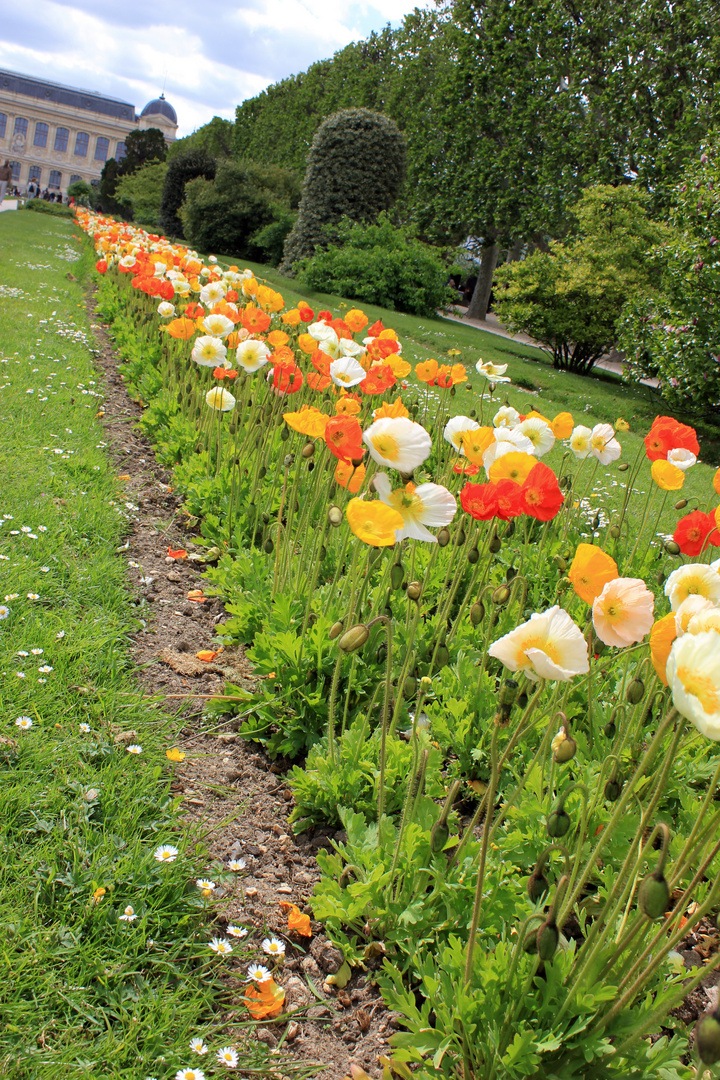 Parterre de coquelicots - Jardin des plantes