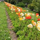 Parterre de coquelicots - Jardin des plantes