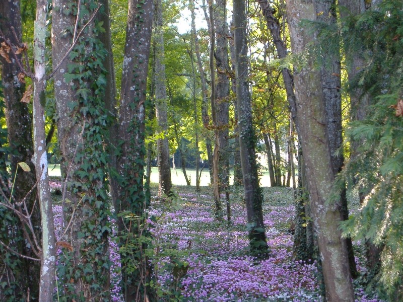 Parterre de fleurs