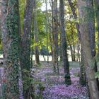 Parterre de fleurs