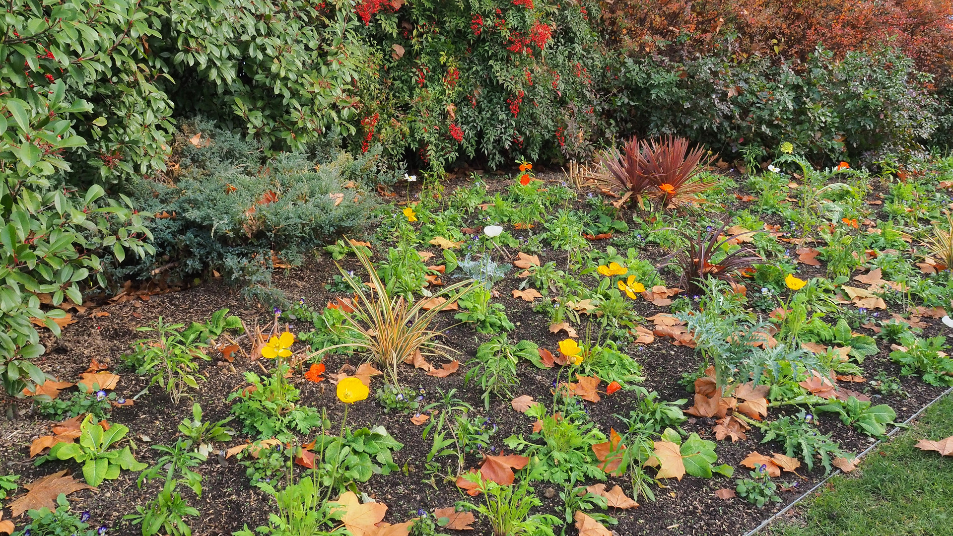 Parterre de fleurs dans une rue de Auch en décembre