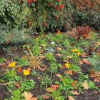 Parterre de fleurs dans une rue de Auch en décembre