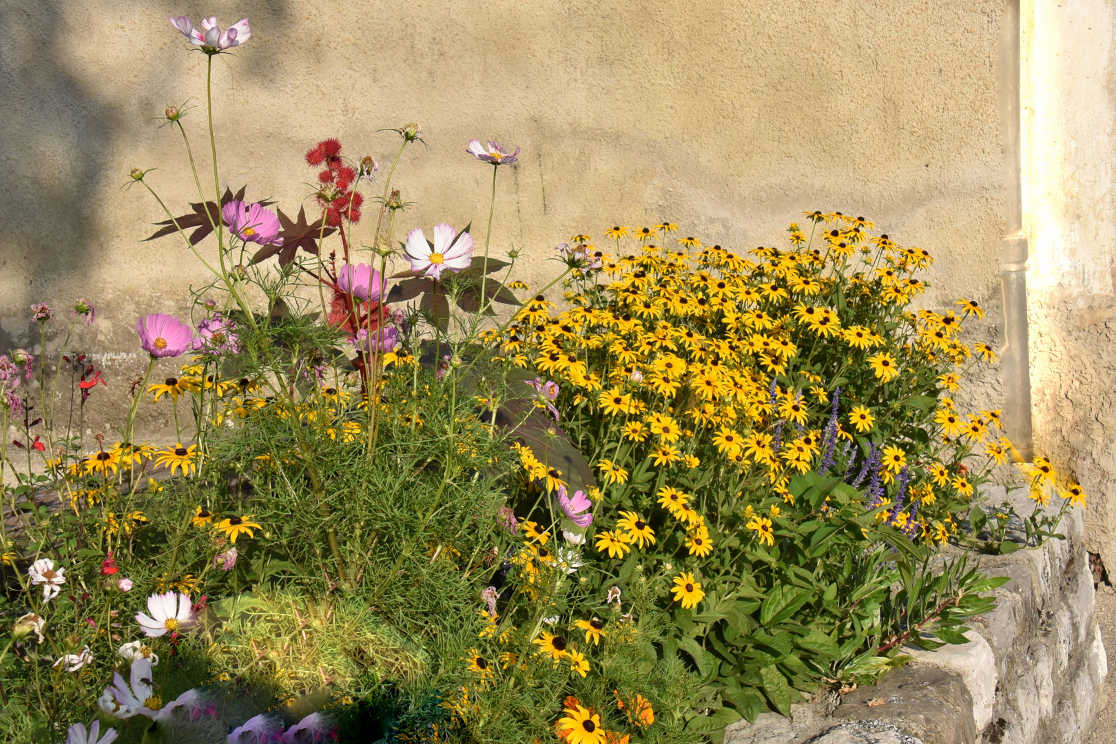 parterre de fleurs