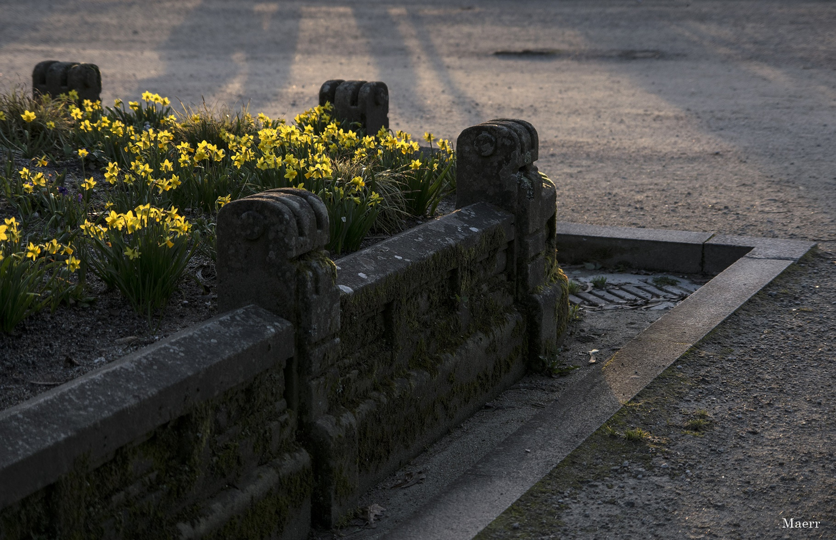 Parterre de jacintos