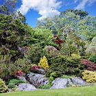 Parterre d'un jardin irlandais