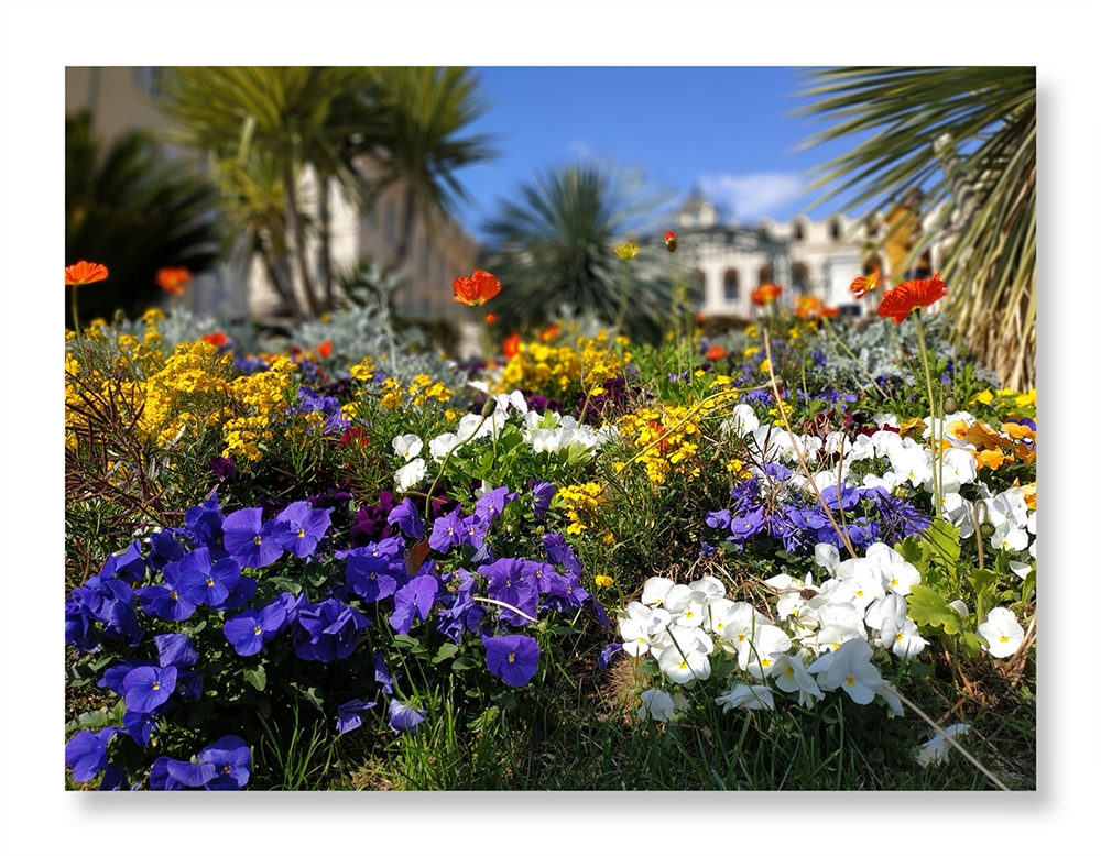 Parterre fleuri