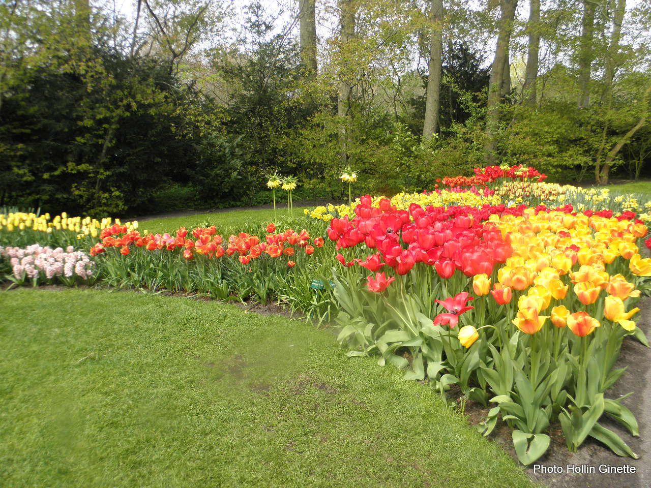 parterres de tulipes à KEUKENHOF 