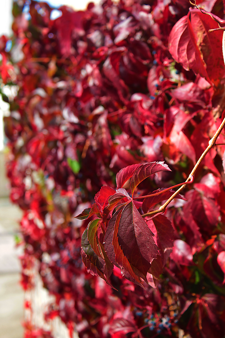 Parthenocissus V