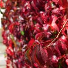 Parthenocissus V