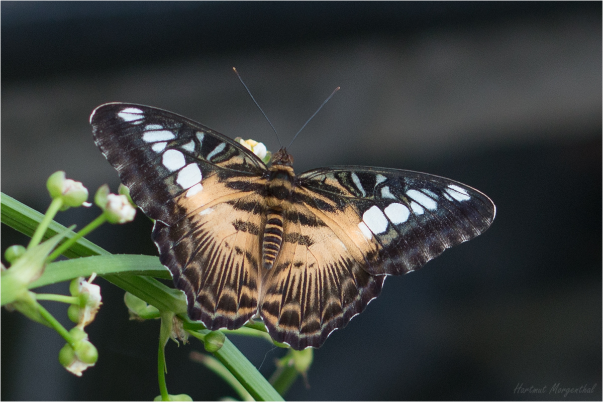 Parthenos sylvia