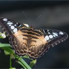 Parthenos sylvia