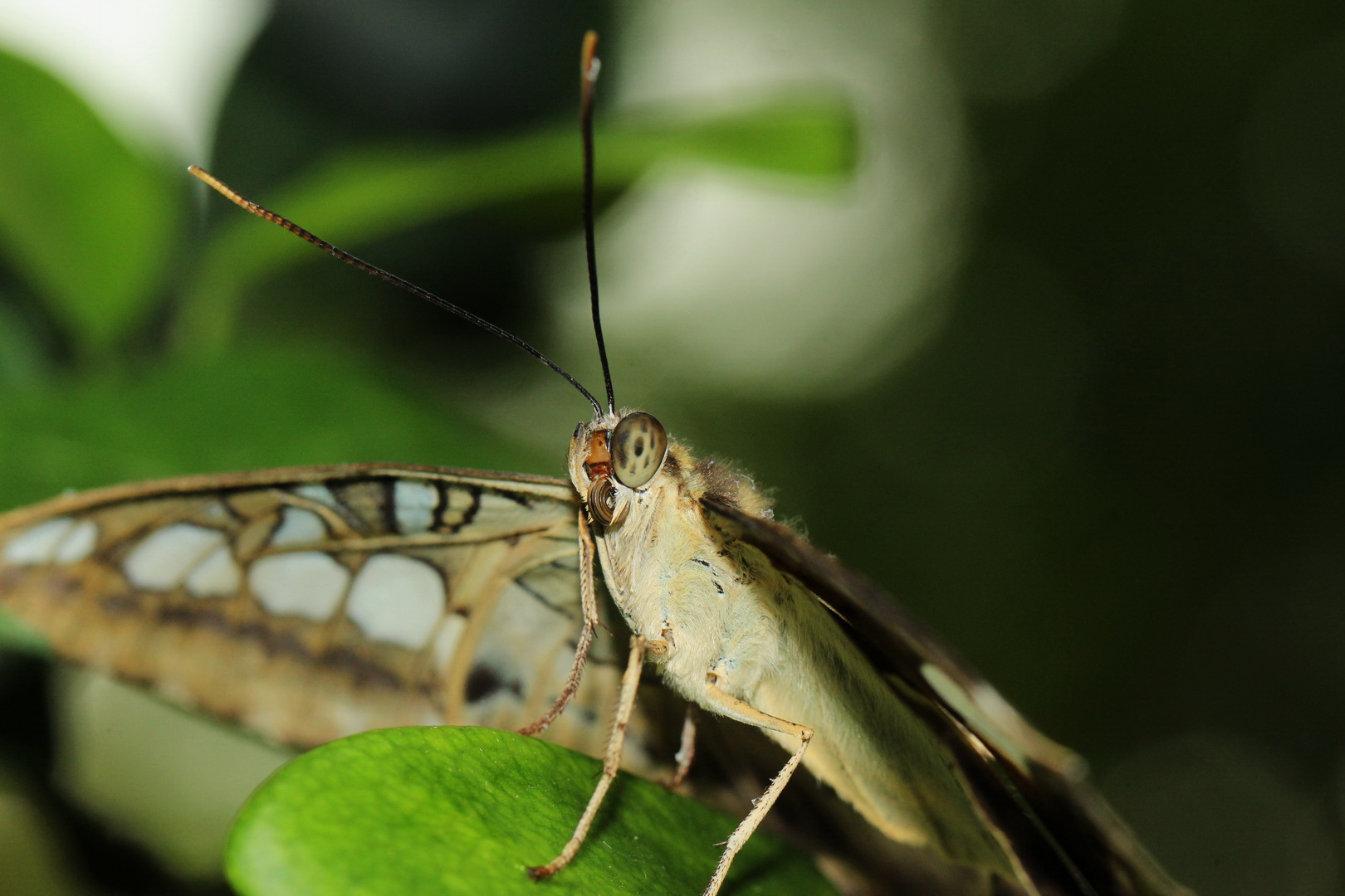 Parthenos sylvia