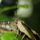 Parthenos sylvia