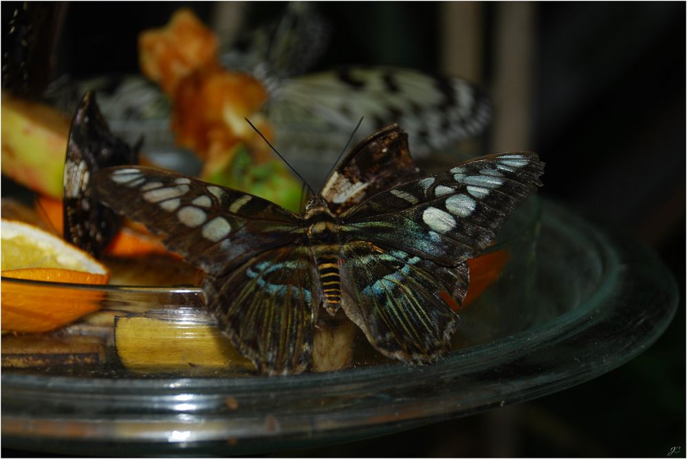 Parthenos sylvia