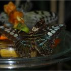 Parthenos sylvia