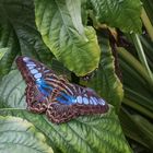 Parthenos sylvia