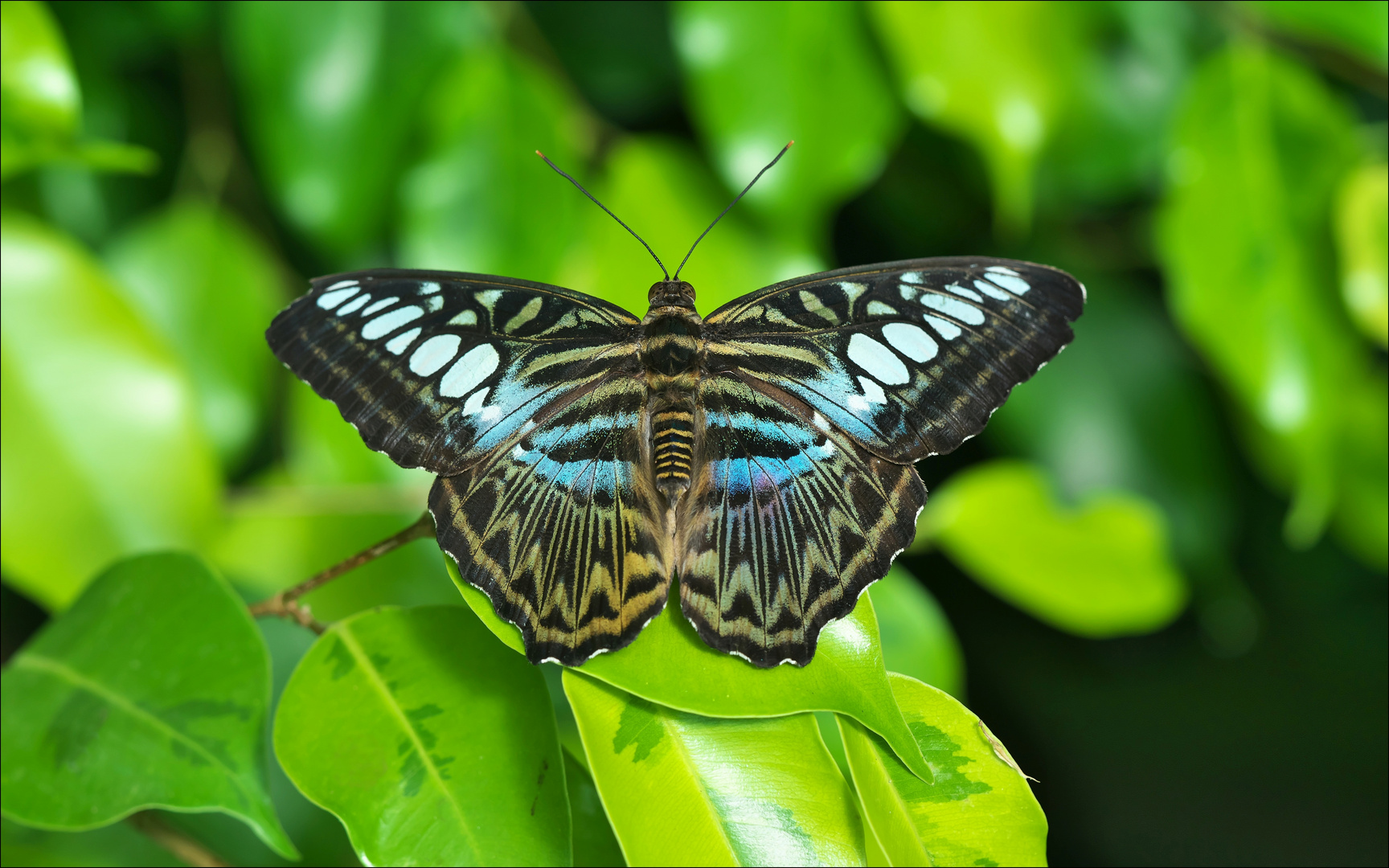 Parthenos sylvia