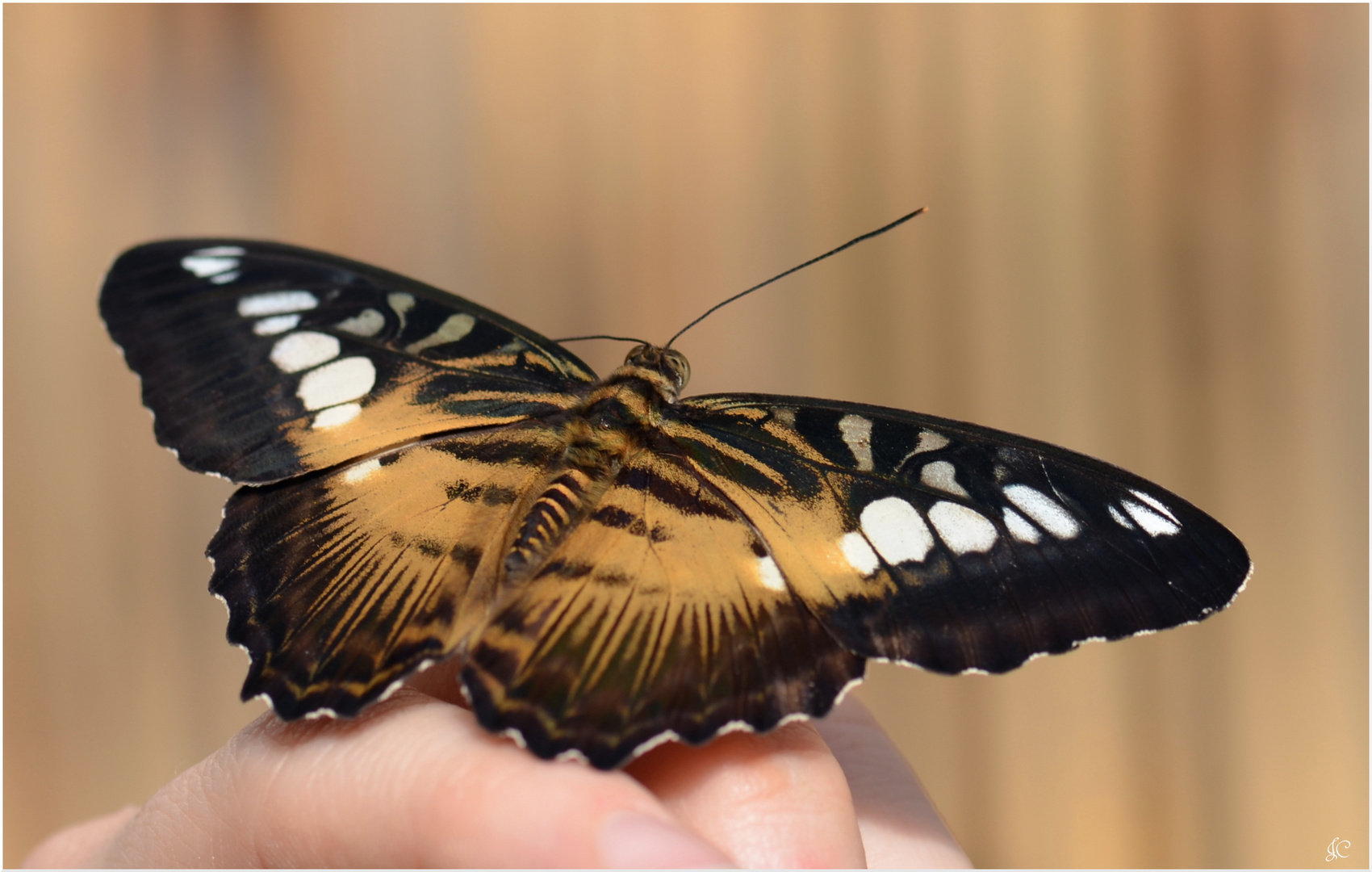 Parthenos sylvia