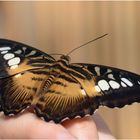 Parthenos sylvia