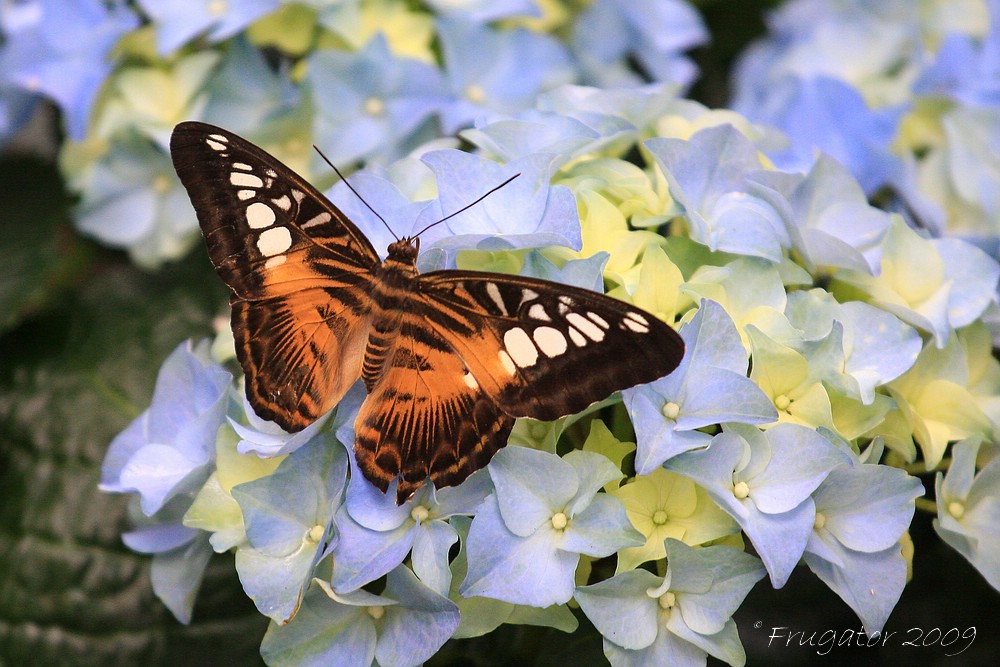 Parthenos sylvia...