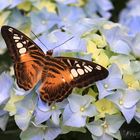 Parthenos sylvia...