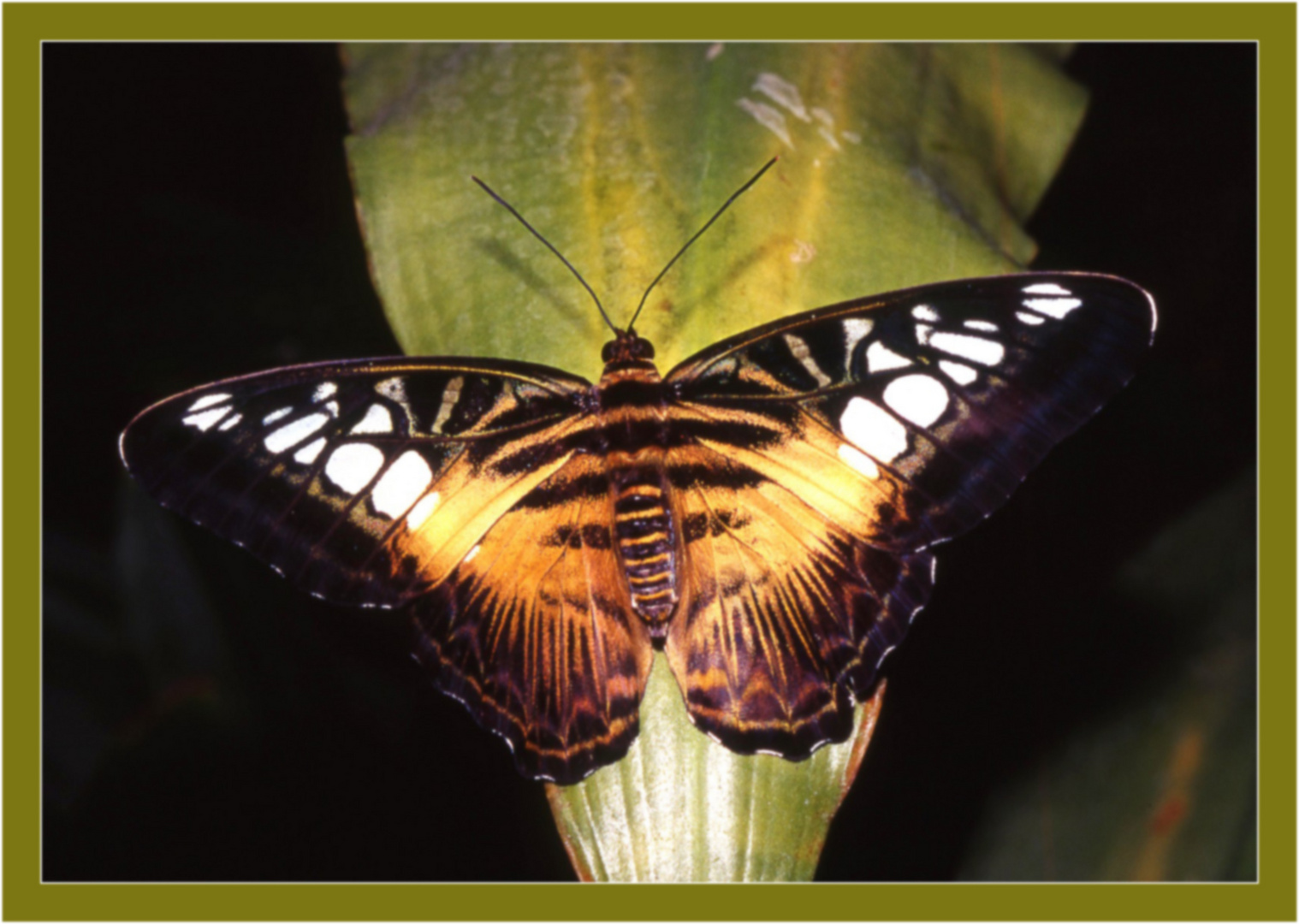 Parthenos sylvia