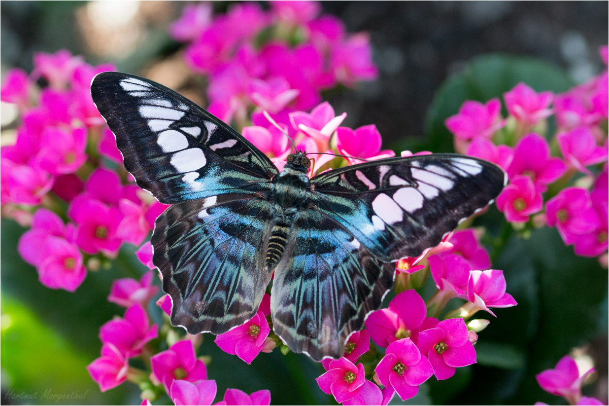 Parthenos sylvia