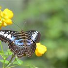 Parthenos sylvia