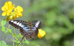 Parthenos sylvia