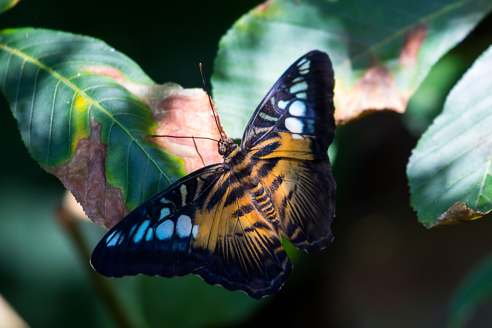 Parthenos sylvia 