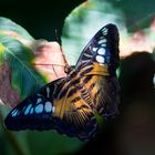 Parthenos sylvia 