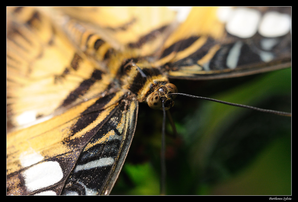 Parthenos Sylvia