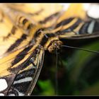 Parthenos Sylvia