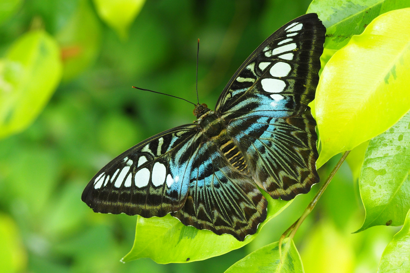 Parthenos sylvia