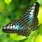 Parthenos sylvia