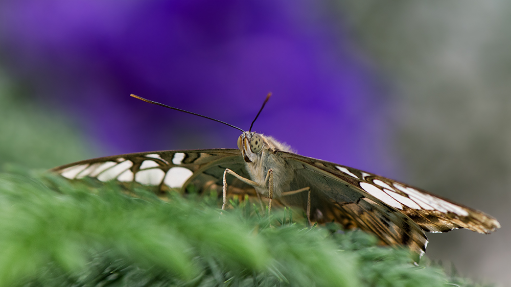 Parthenos sylvia