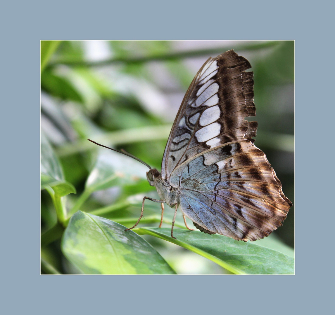 Parthenos Sylvia