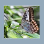 Parthenos Sylvia