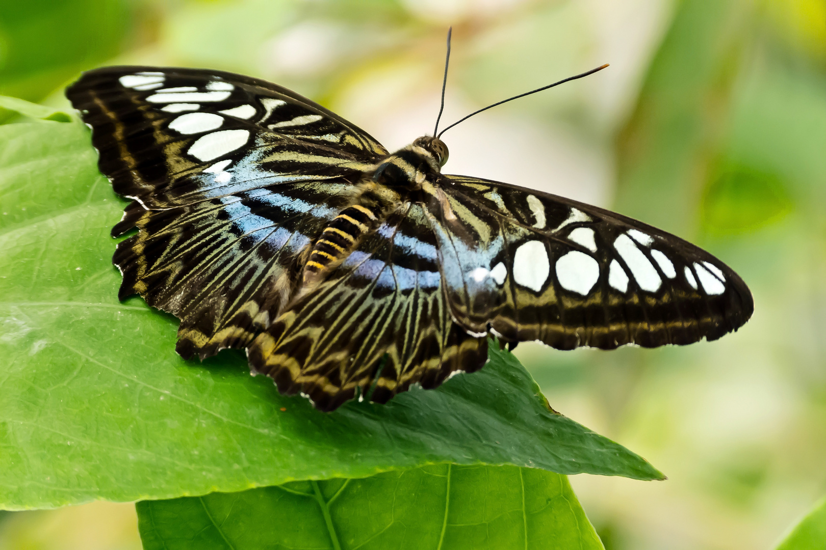 Parthenos sylvia blue