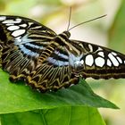 Parthenos sylvia blue